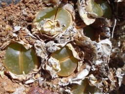 Lithops olivacea leaves
